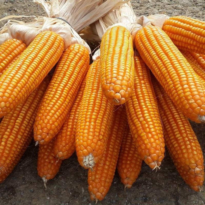 HẠT GIỐNG NGÔ SINH KHỐI LAI ĐƠN BIẾN ĐỔI GEN NK4300 Bt/GT TÚI ZIP 500G KHÁNG SÂU ĐỤC THÂN