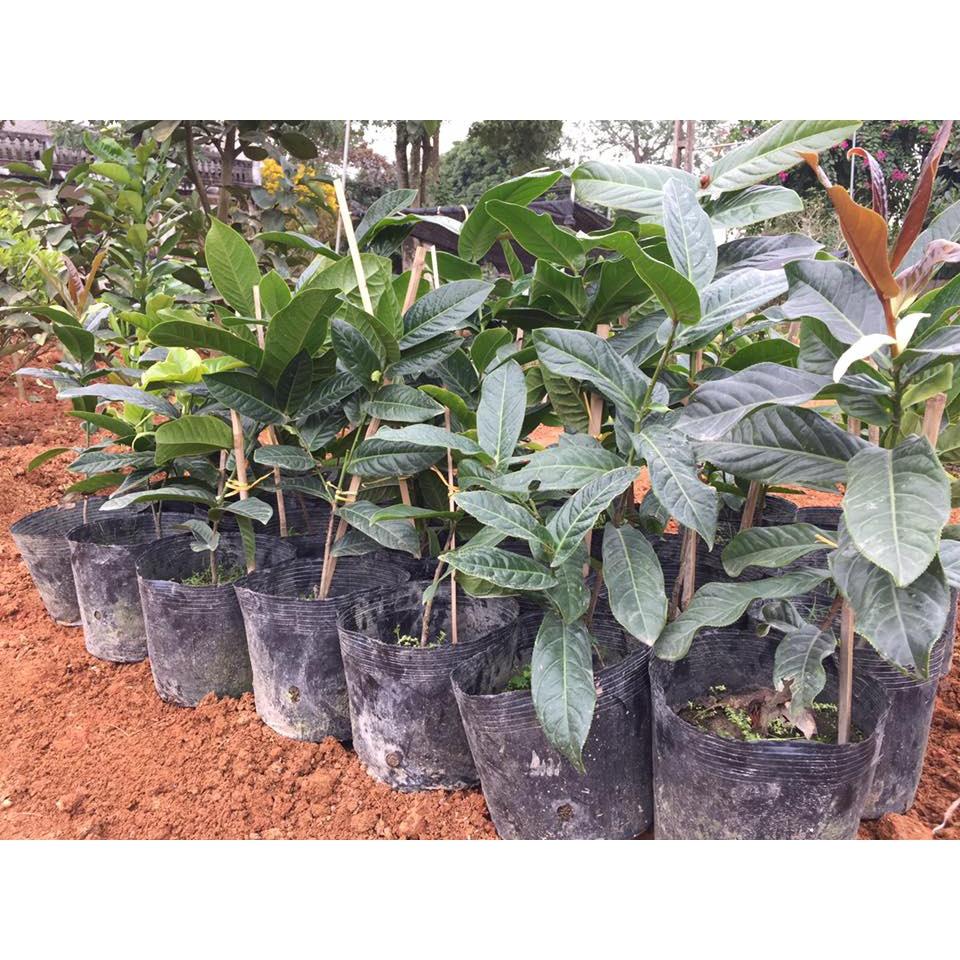 Cây Giống Hoa Hải đường bông kép