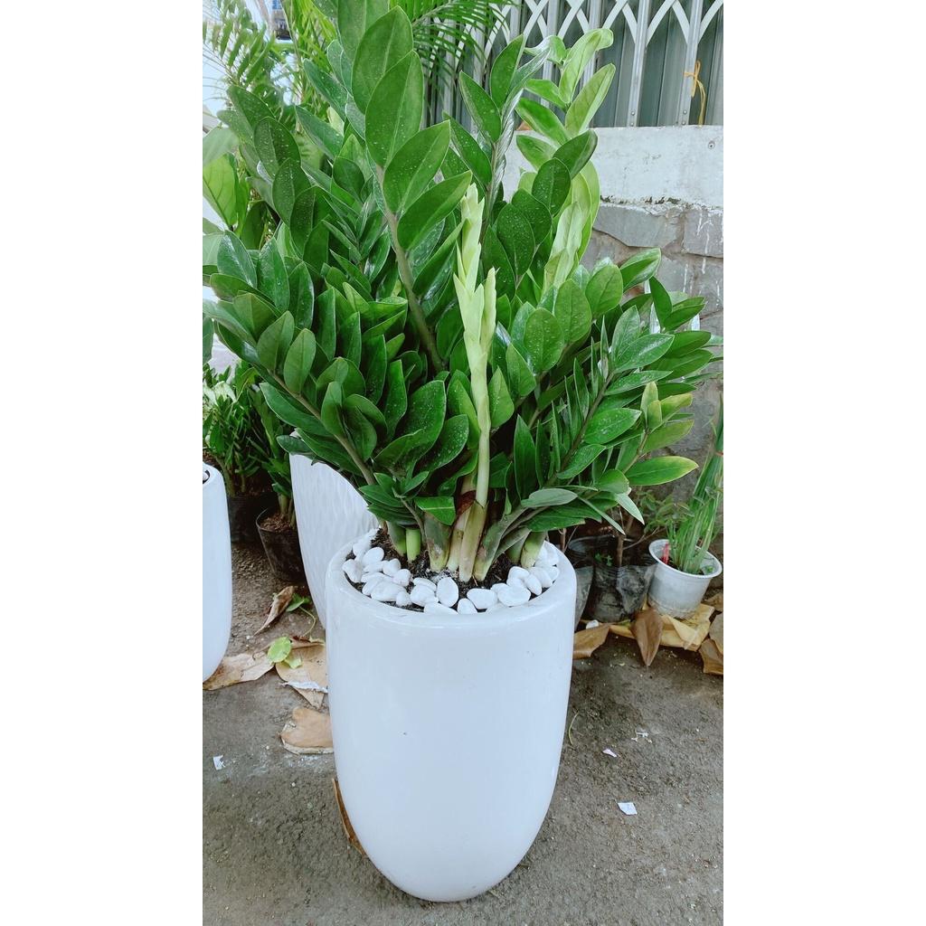 Chậu Cây Kim Tiền Lớn