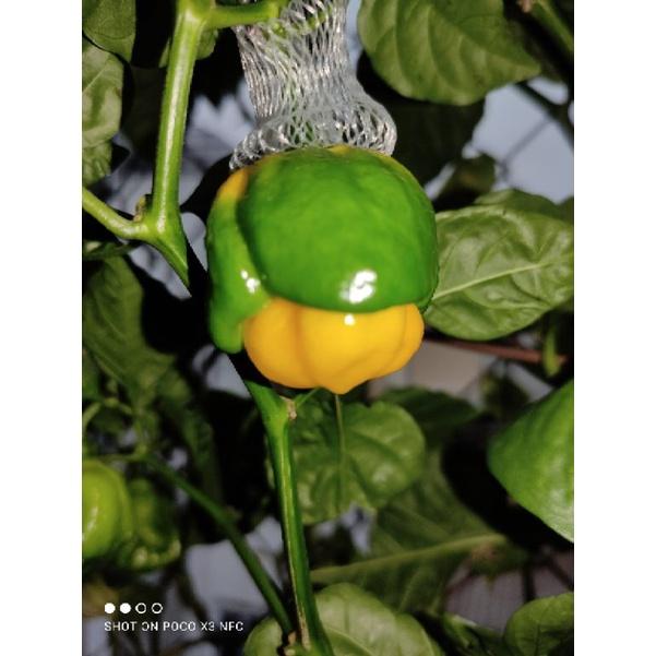 hạt ớt Moruga Scorpion Yellow