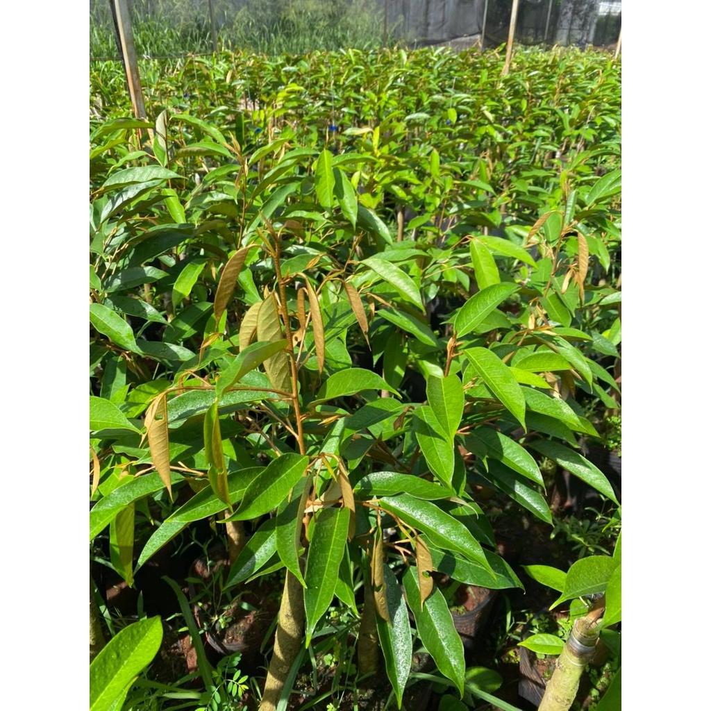 CÂY Giống sầu riêng Black Thorn GỐC NHỚT GHÉP. .(