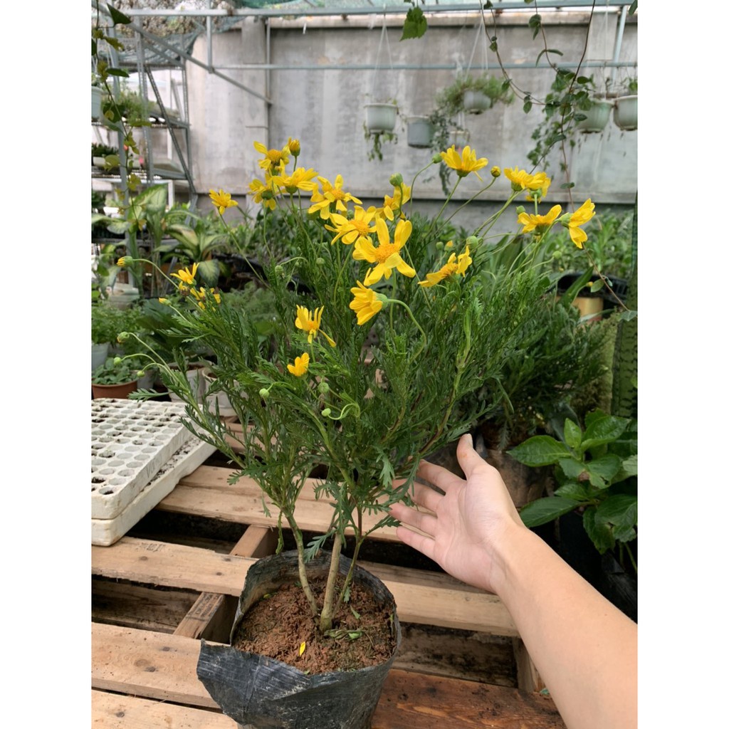 Cây cúc thân gỗ dáng TREE đang sẵn hoa nhiều nụ, cây lâu năm dễ trồng