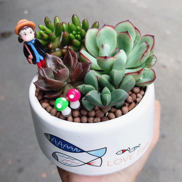 Chậu sen đá tiểu cảnh