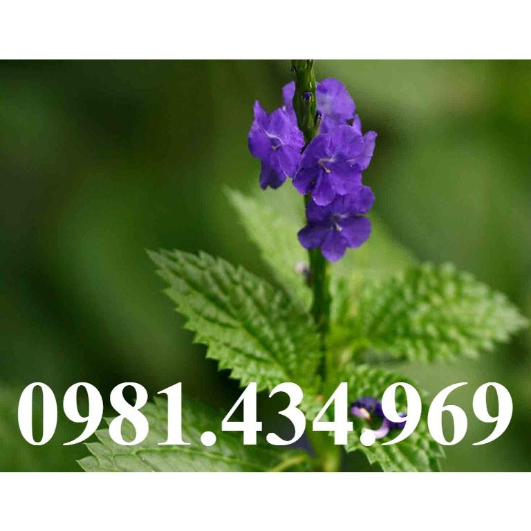 Đuôi Chuột Mạch Lạc Giống 05 cây