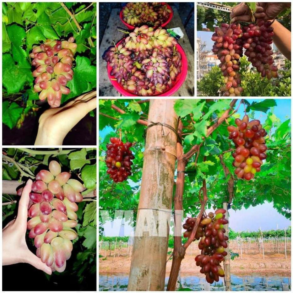 Giống nho trái dài