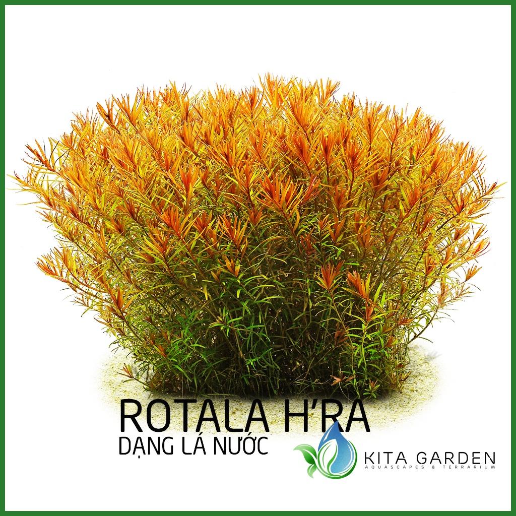 Rotala Rotundifolia Hra - Vảy Ốc Cam - Cây Thuỷ Sinh - Cây Thủy Sinh Dễ Trồng - Cây Dạng Cạn