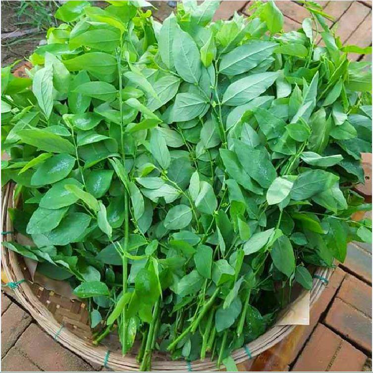 Hạt Giống Rau Ngót  ( Bồ Ngót F1 ) -  gói 1gram