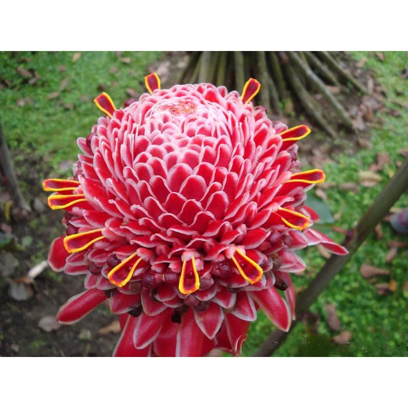 Củ giống cây hoa sen đa lộc
