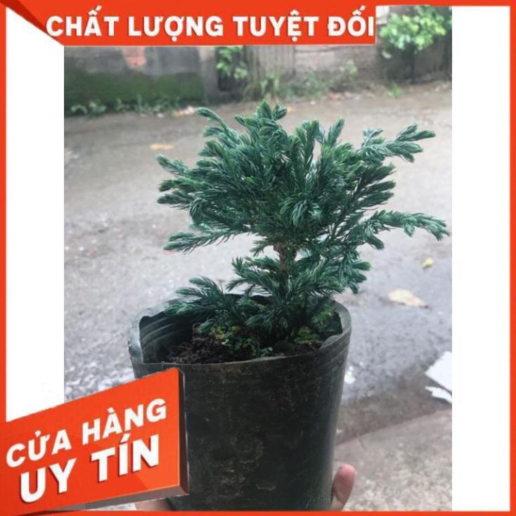 Tùng bồng lai và chậu sứ tráng men Nhiều Người Mua