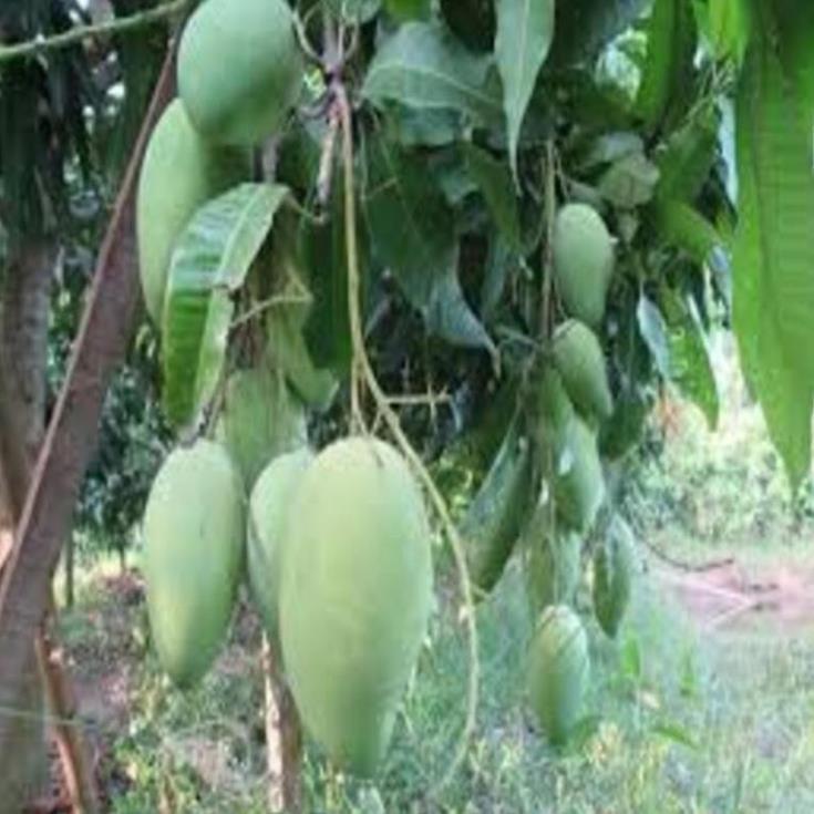 Cây giống xoài tứ quý cây giống chuẩn cho năng suất cao