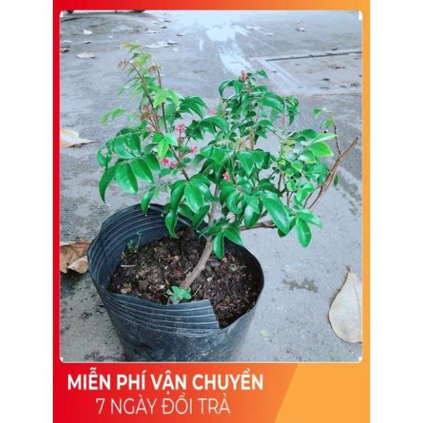 Cây Khế Cho Sai Trái