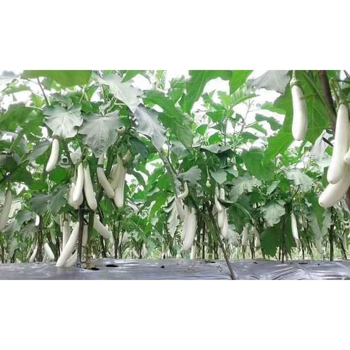 Hạt giống cà trắng lai F1 KNS340 - Gói 0.2gram