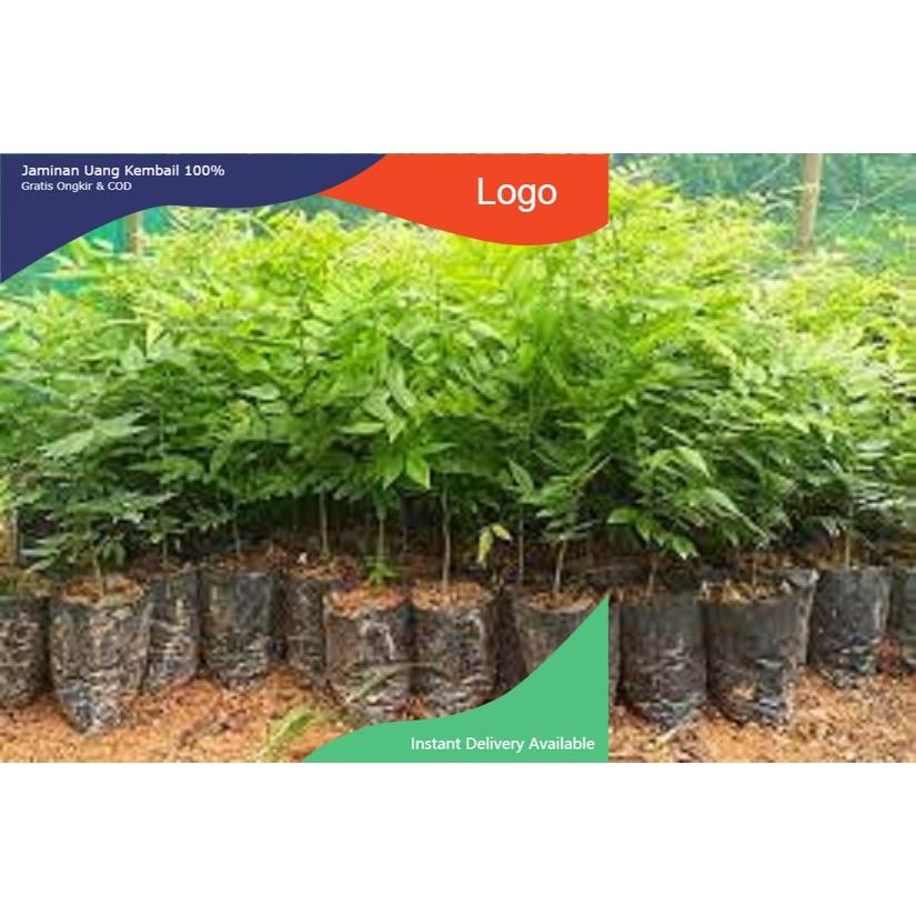 COMBO 2 BẦU CÂY GIỐNG CÂY SƯA ĐỎ