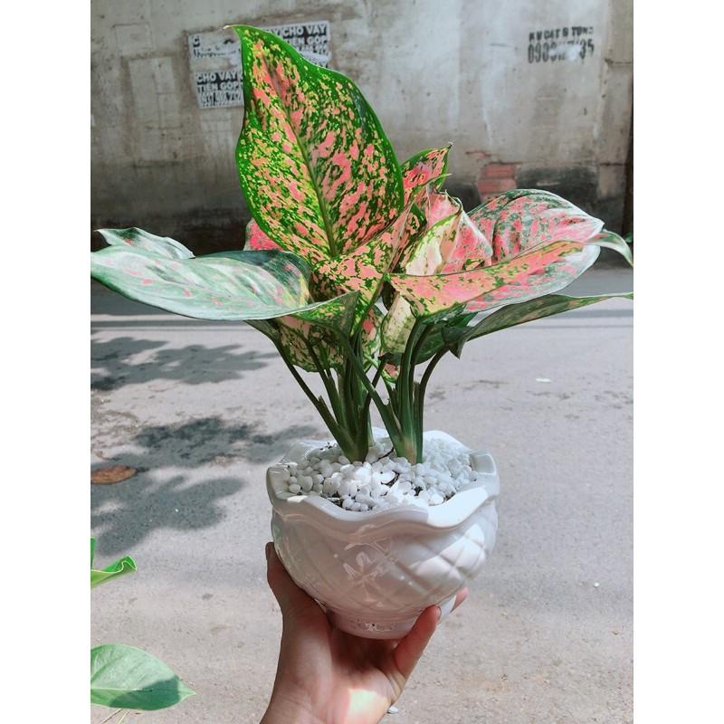 Chậu Cây Vạn Lộc
