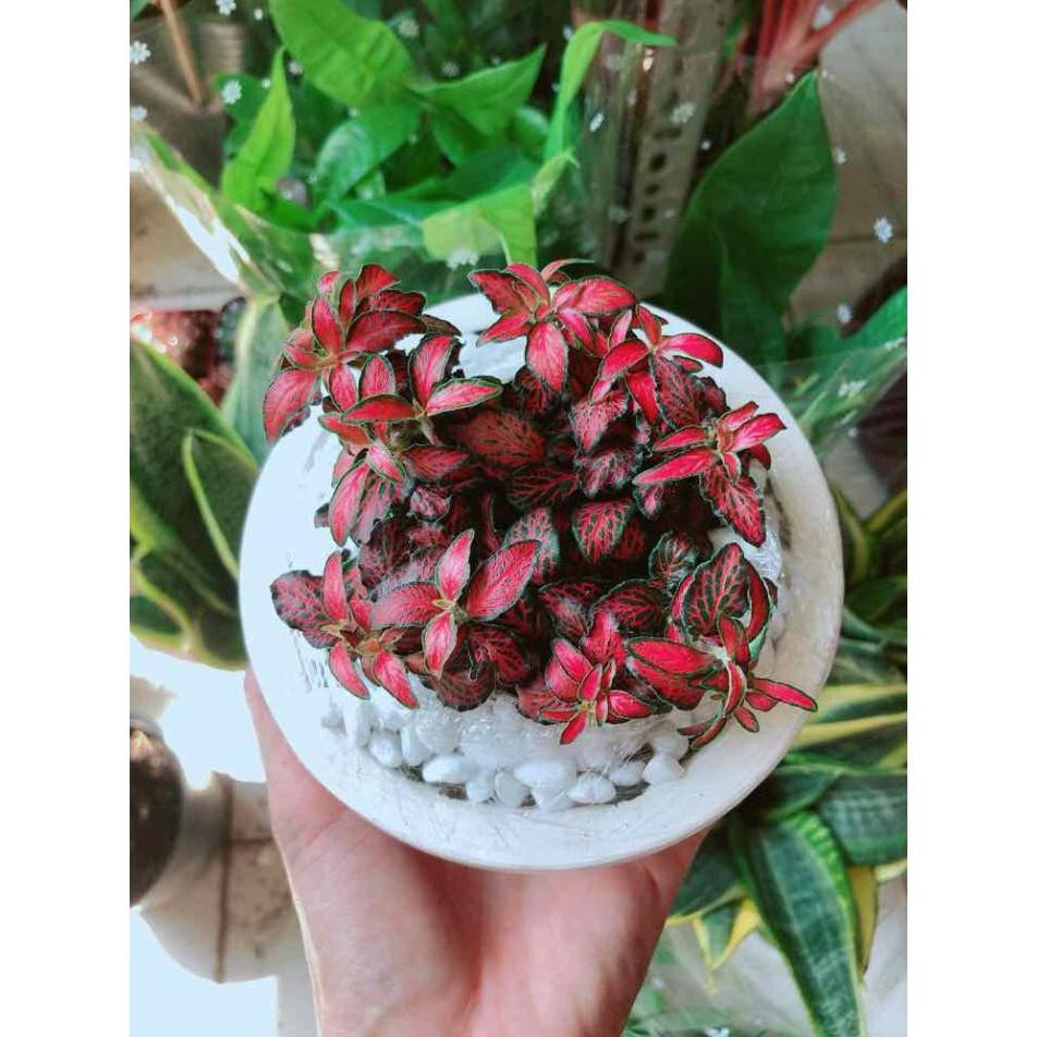 Chậu cây cẩm nhung Bán Chạy