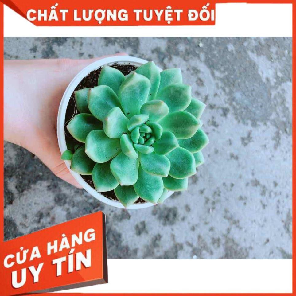 Sen đá bánh bao + chậu sứ trắng Nhiều Người Mua