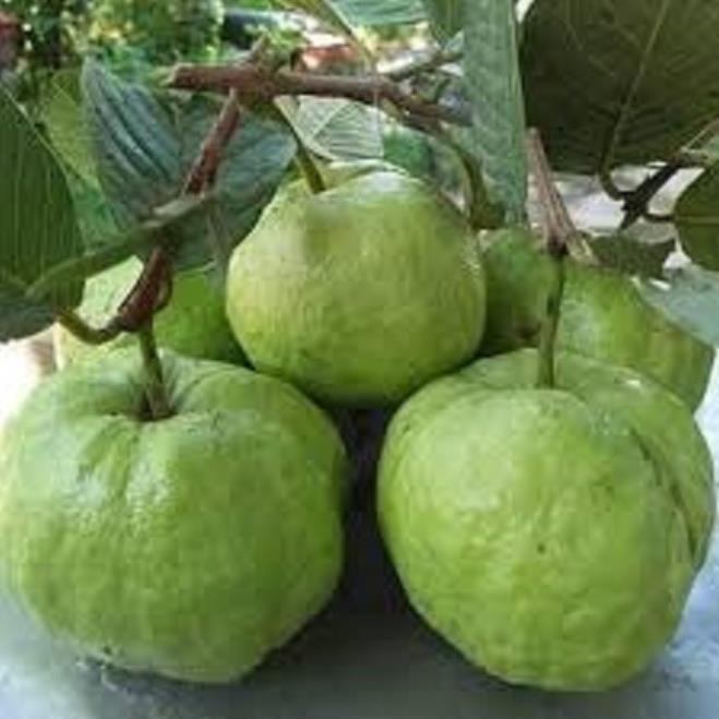 COMBO 2 CÂY ỔI NỮ HOÀNG - Hàng cây giống chuẩn F1