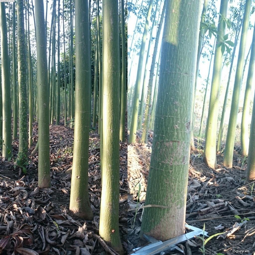 1 KG HẠT GIỐNG CÂY GÒN