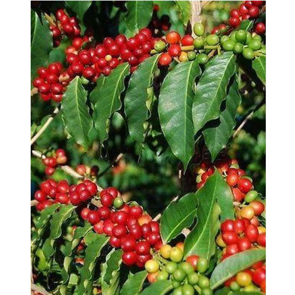1kg CÀ PHÊ NHÂN XANH HONDURAS SULLA BARBARA