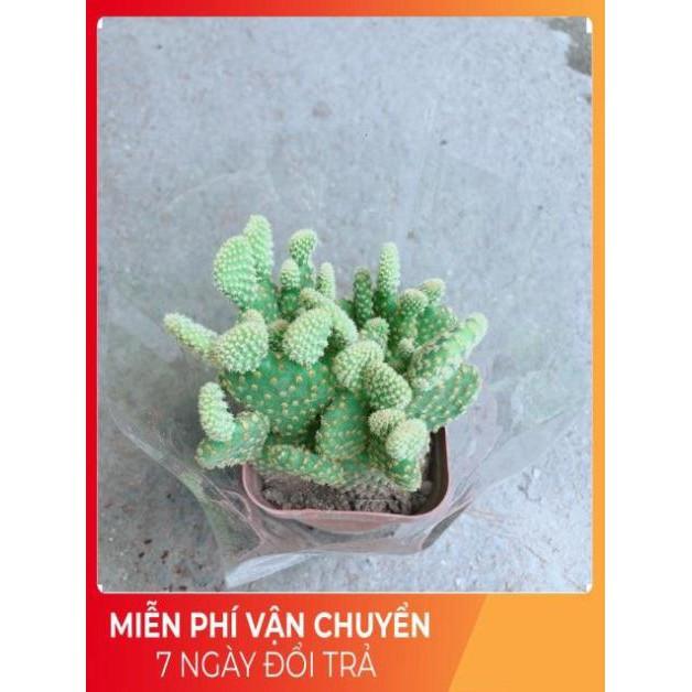 Xương Rồng Tai Thỏ