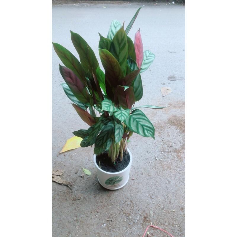 Chậu Cây Đuôi Công