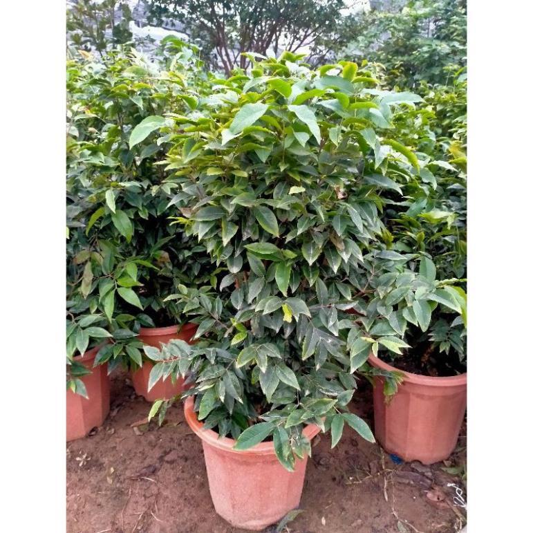 CÂY NHO GỖ 12 VỤ 1 NĂM CHO QUẢ cây giống thuần chủng F1