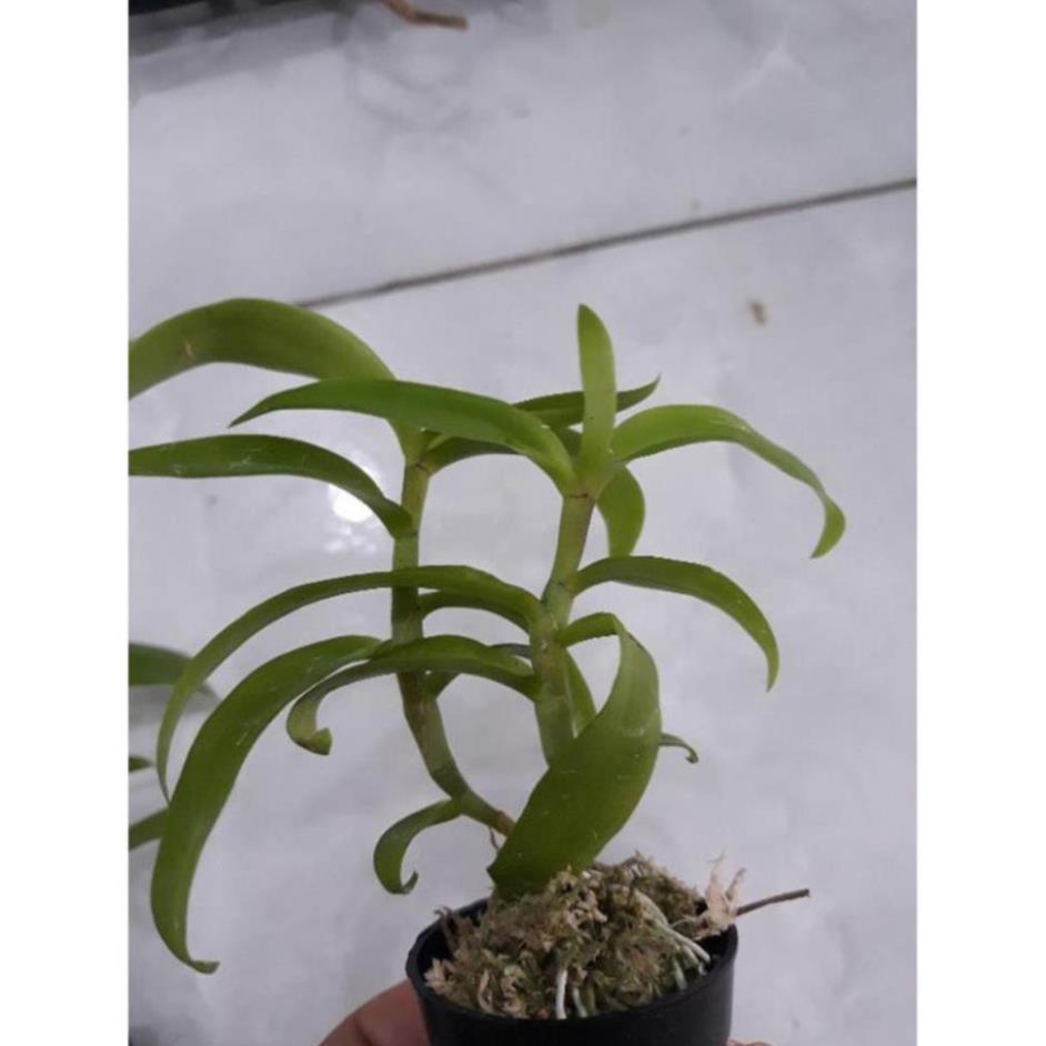 Hoa phong lan 5ct họng tím