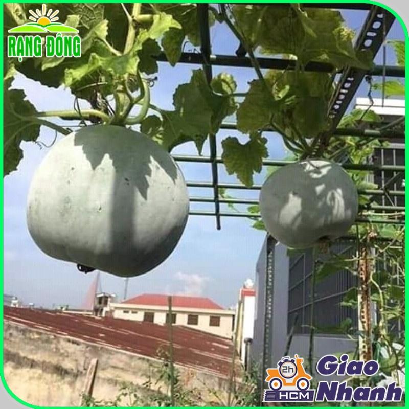 Hạt giống Bí Đao Trái Tròn - Hạt giống Rạng Đông