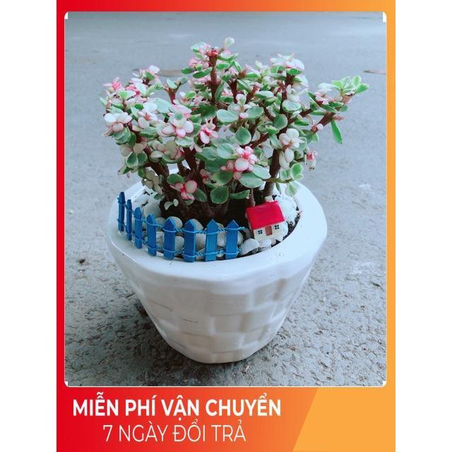 Chậu Đô La Hồng