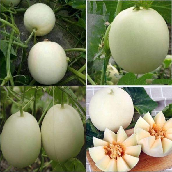 Hạt Giống Dưa Lê Bạch Tuyêt Quả Mọng -