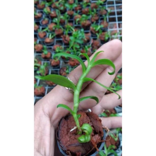 Sản Phẩm Hoa lan Giả Hạc 5ct Mắt Nai