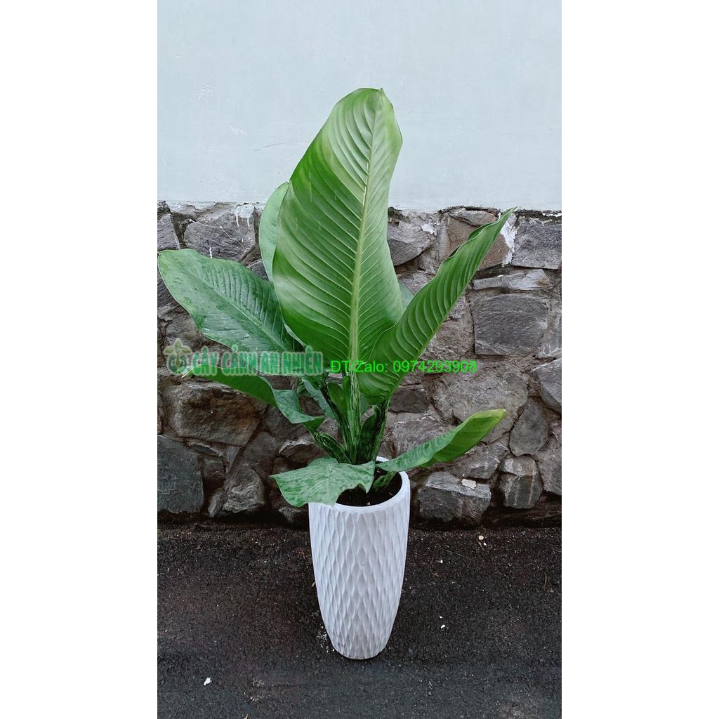 Chậu Cây Đại Phú Gia