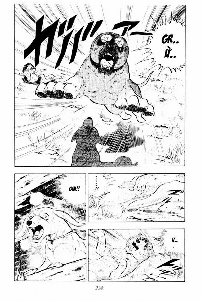 chú chó có nghĩa - ginga nagareboshi gin chapter 29.2 21