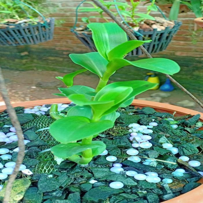 Hoa lan phi điệp - 5ct nha trang