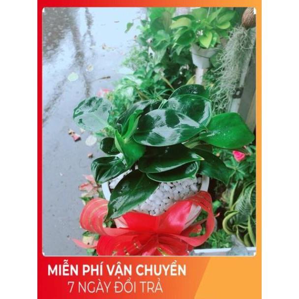 Chậu Trầu Bà Đế Vương Xanh