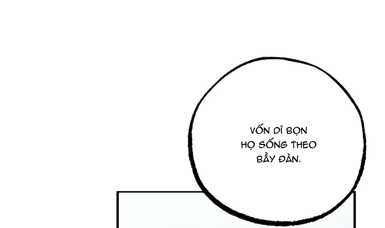 đàn thỏ của habibi chapter 34 146