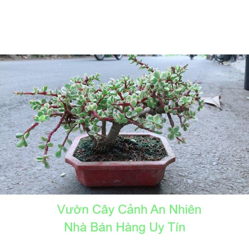 Cây Cành Vàng Lá Ngọc Cổ Thụ