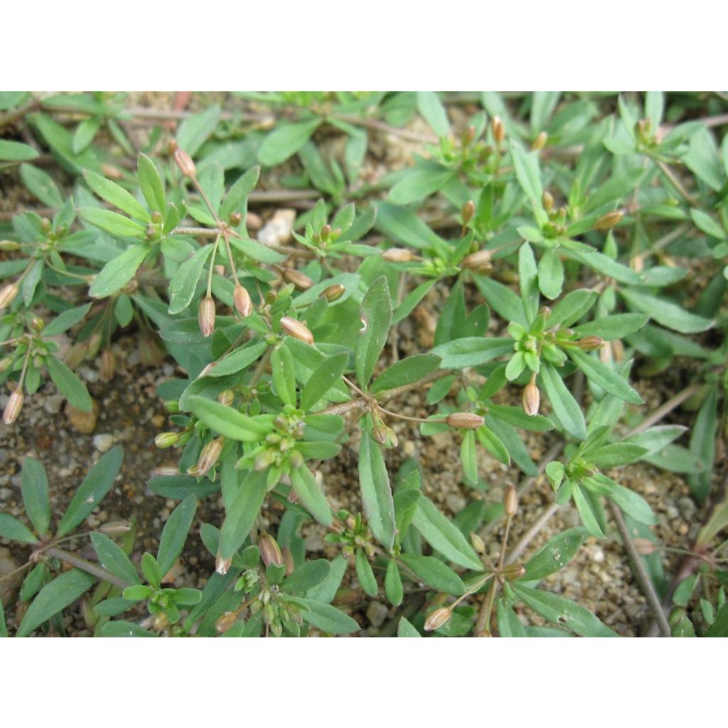 Hạt Giống Rau Đắng Đất -