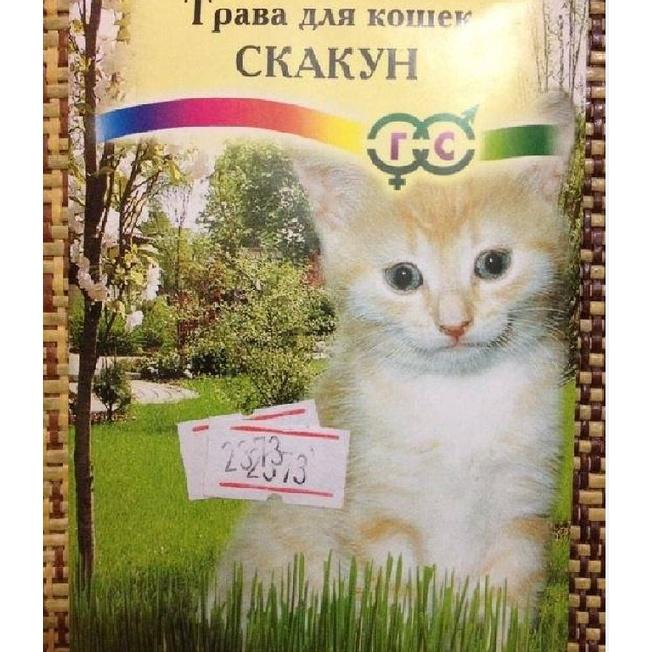 Hạt giống mầm cỏ lúa mì ,lúa mạch dể trồngnãy mầm đều ,dinh dưỡng cao)