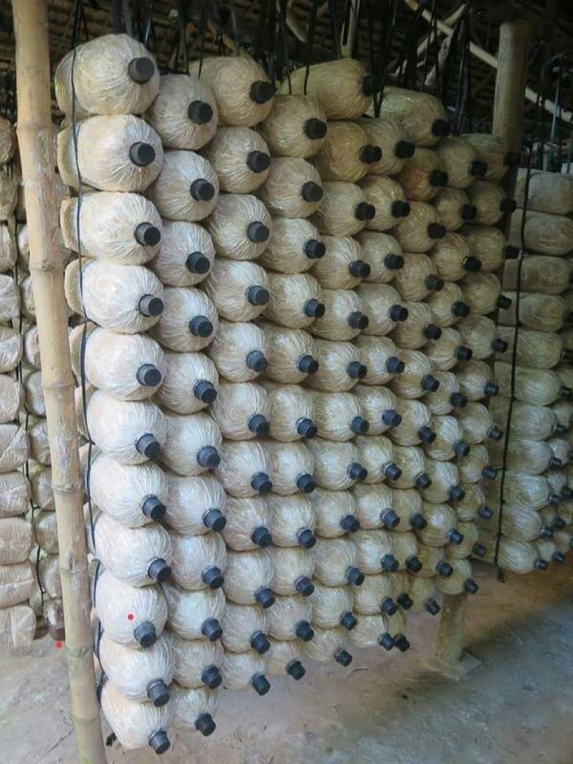Nắp đậy bịch nấm