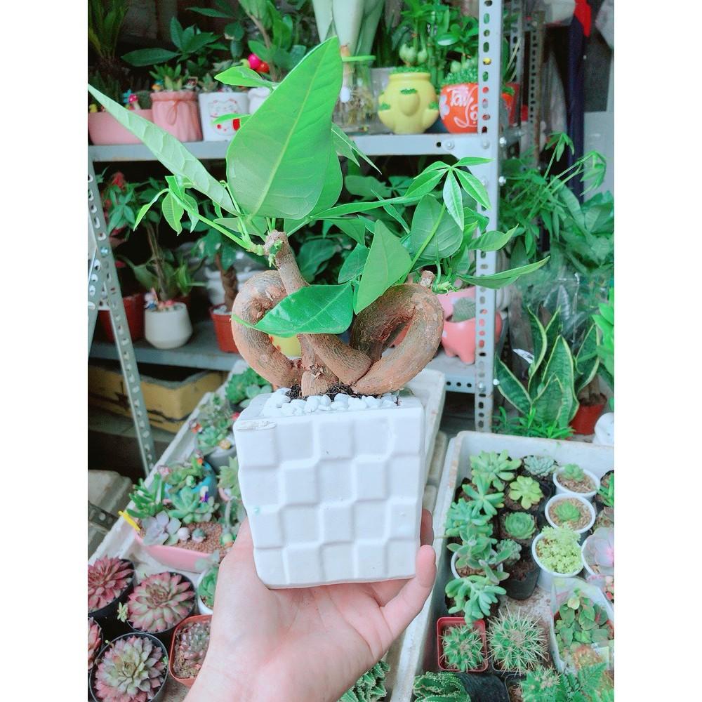 Chậu Cây Kim Ngân Nơ Hay Kim Ngân Tim Chậu Như Hình