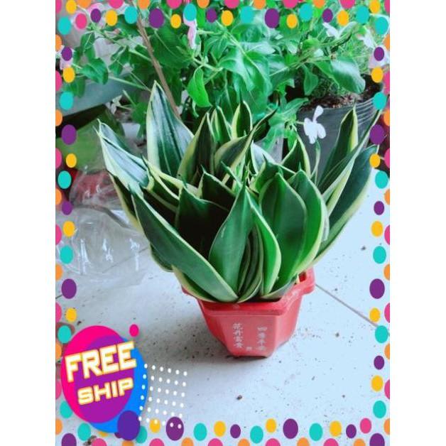 Chậu Lưỡi Hổ Thái Xanh