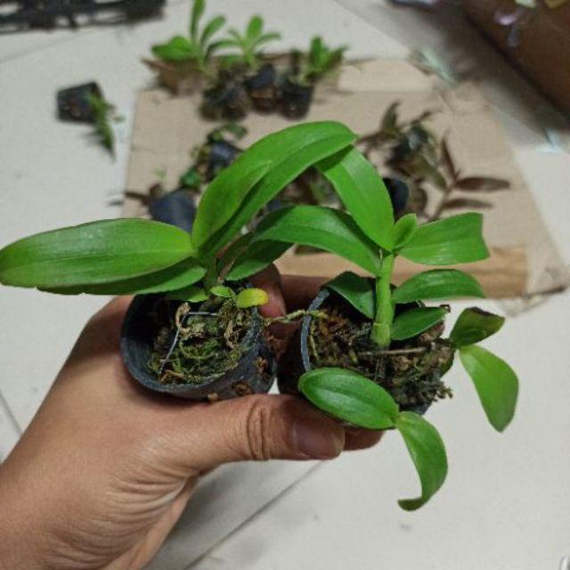 Hoa lan trầm rồng đỏ giống , cây cực đẹp