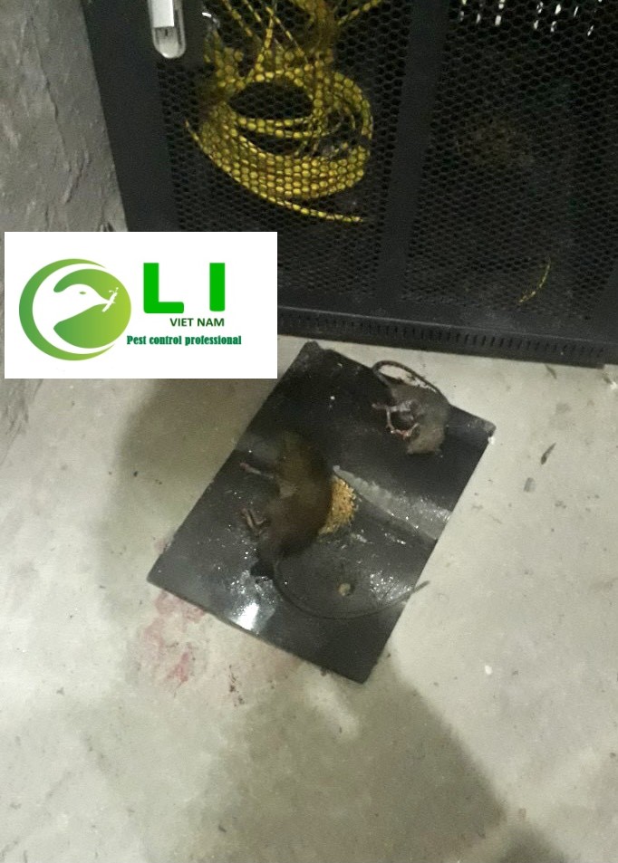 Miếng keo bẫy chuột siêu dính cực tốt hiệu quả cực cao, đảm bảo, tiện lợi, có thể tái sử dụng