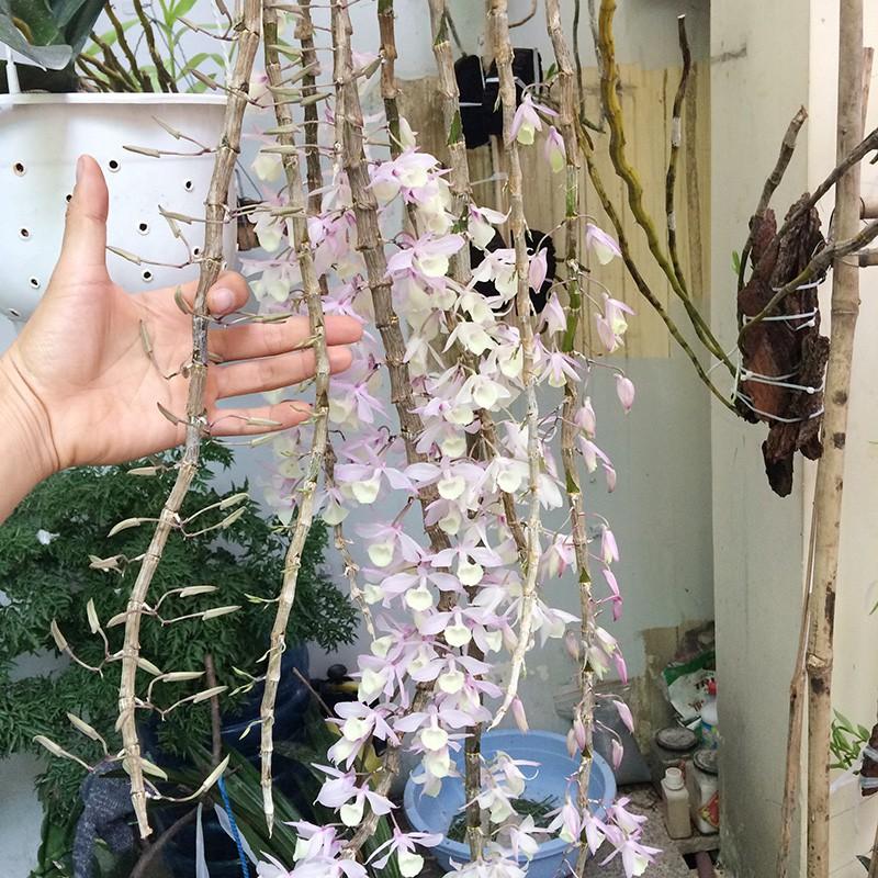 Đầu trâu Spray 2 kích thích ra hoa - 500ml