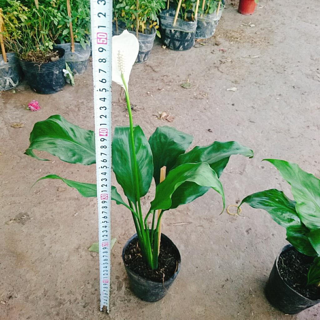 Cây lan ý - Cây cảnh mini + Tặng phân bón cho cây mau lớn
