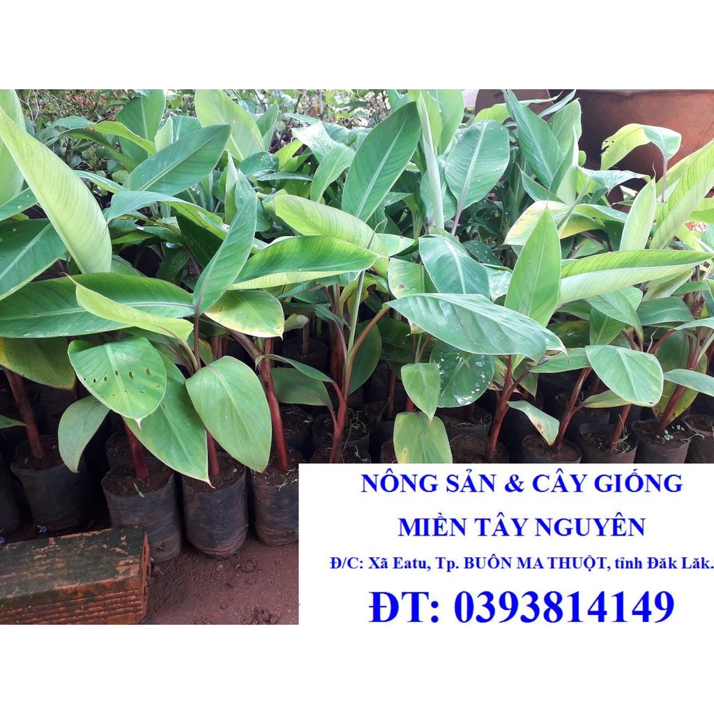 CÂY GIỐNG CHUỐI ĐỎ DACCA ĐẮC CA) SIÊU DINH DƯỠNG )