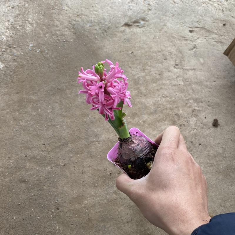 Củ hoa tiên ông đã lên mầm cao 10-15cm đang ra hoa thích hợp trang trí bàn làm việc , văn phòng