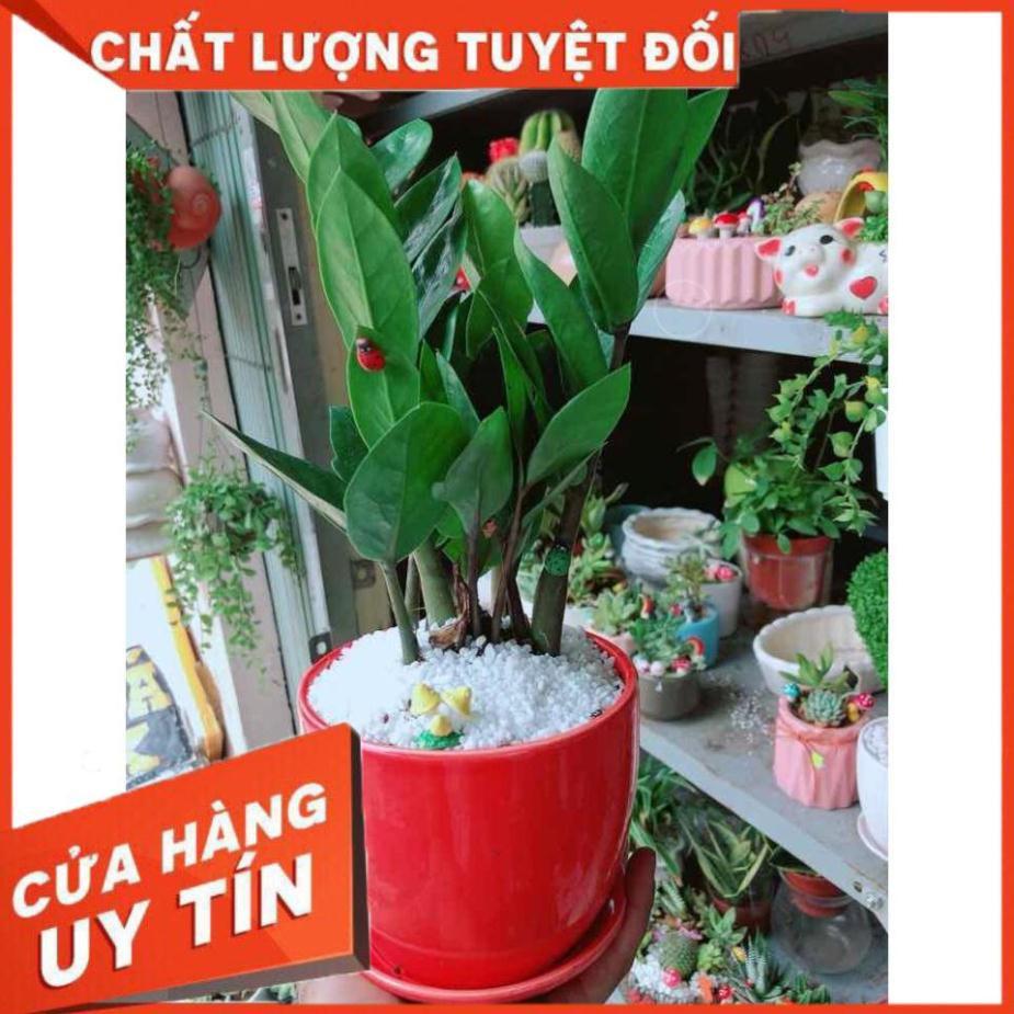 Chậu kim tiền thái tiểu cảnh Nhiều Người Mua