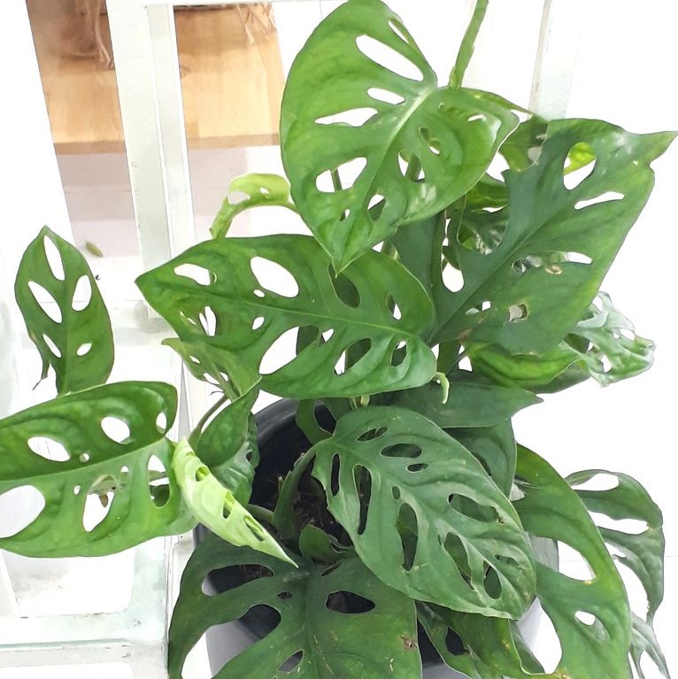 Cây Trầu Bà Lỗ Monstera Mini Để Bàn – Cây Cảnh Nội Thất Xanh Mát, Dễ Chăm, Trang Trí Nhà Cửa